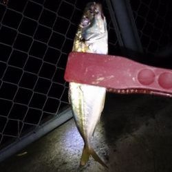 アジングで渋るなか8匹釣れました