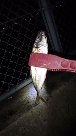 アジングで渋るなか8匹釣れました