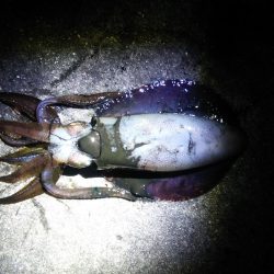 全員釣果ありました♪