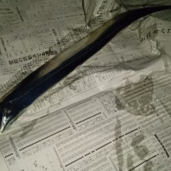 明け方に大物が