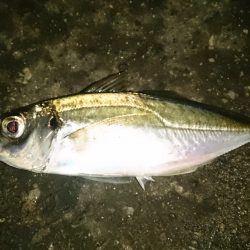 タチウオ仕掛けに意外なお客様