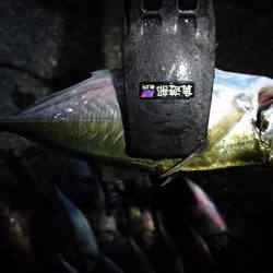 リベンジアジング