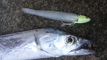 タチウオ釣り