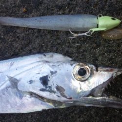 タチウオ釣り