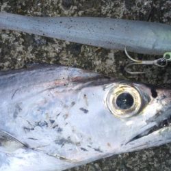 タチウオ釣り