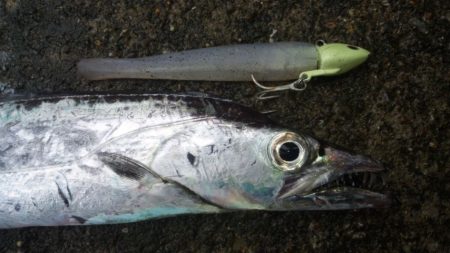 タチウオ釣り