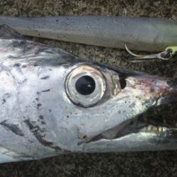 タチウオ釣り