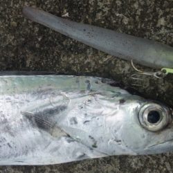 タチウオ釣り