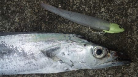 タチウオ釣り