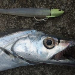 タチウオ釣り