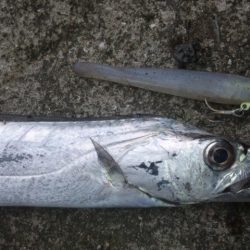 タチウオ釣り