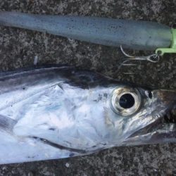 タチウオ釣り