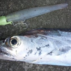 タチウオ釣り