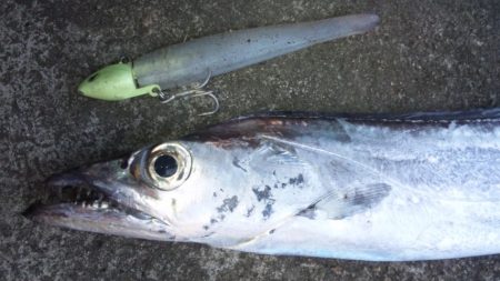 タチウオ釣り