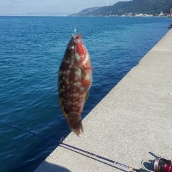 淡路島西側廻りは淋しい結果