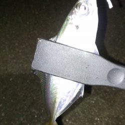 少しだけアジング