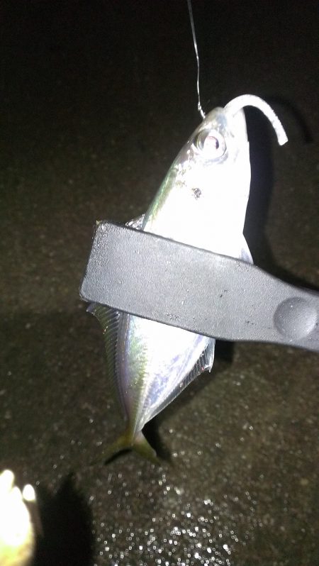 少しだけアジング