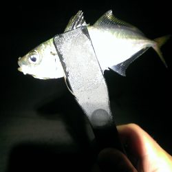 少しだけアジング