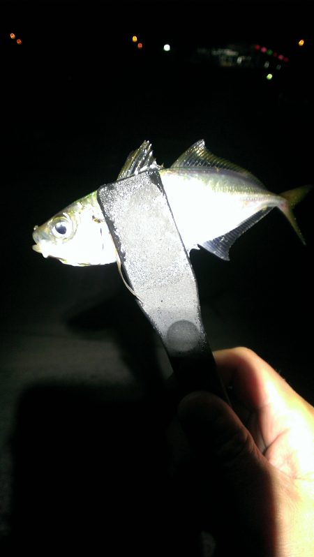 少しだけアジング