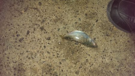 穏やか過ぎる海