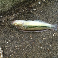 雨で大変。五目釣り
