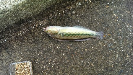 雨で大変。五目釣り