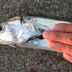 タチウオ？いえガシラです！