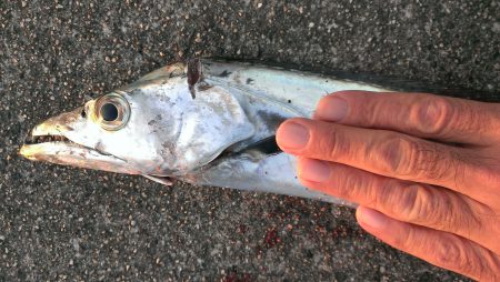 タチウオ？いえガシラです！