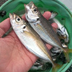 小アジ、型が良くなってきたよ