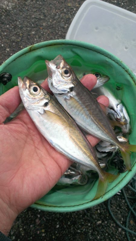 小アジ、型が良くなってきたよ