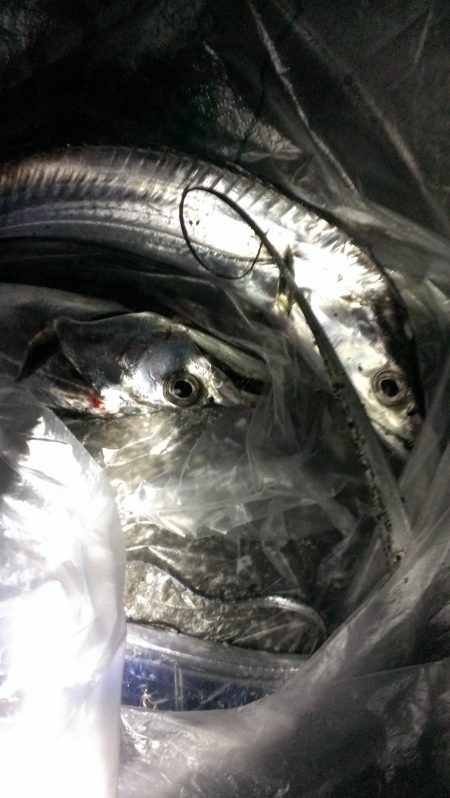 ドラゴン求む！