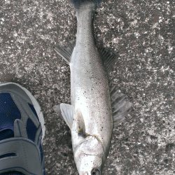 またも早起き報われず