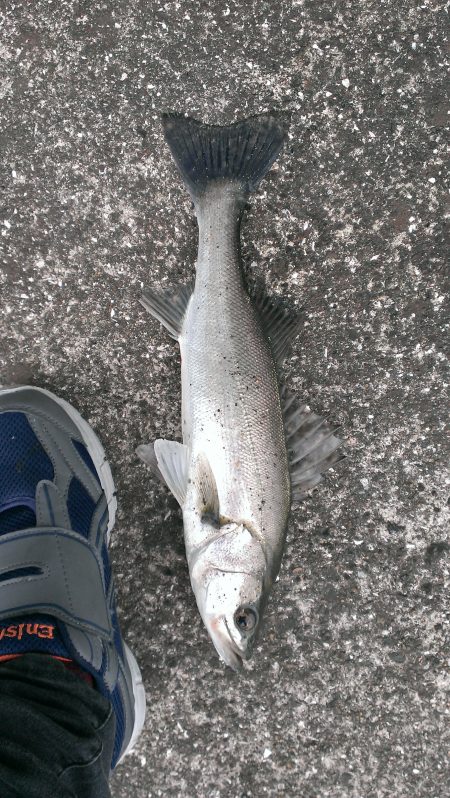 またも早起き報われず