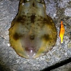 デカい秋イカと…