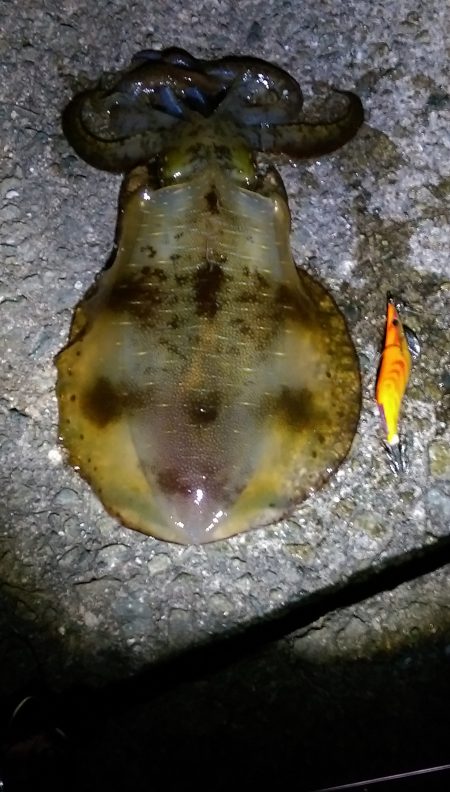 デカい秋イカと…