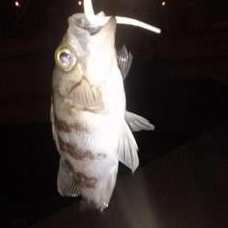 サイズは小さいけど満足