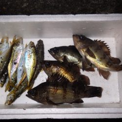 アジ・メバルIN養老