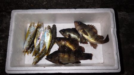 アジ・メバルIN養老