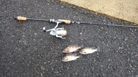 アジング＆メバリング