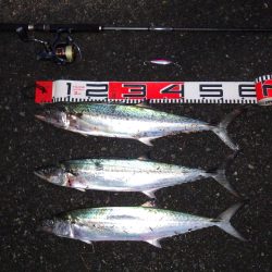 矢原：サゴシ回遊！