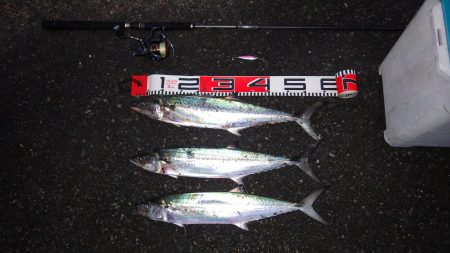 矢原：サゴシ回遊！