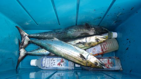 矢原　サゴシ回遊中