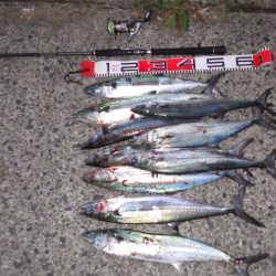 矢原：サゴシ祭り！