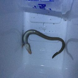 タチウオ＆ロックフィッシュ