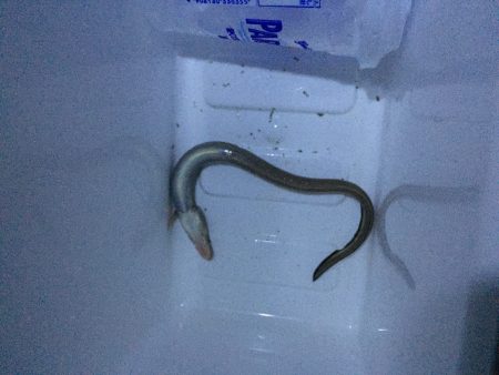 タチウオ＆ロックフィッシュ