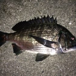 アジングでまさかのチヌ