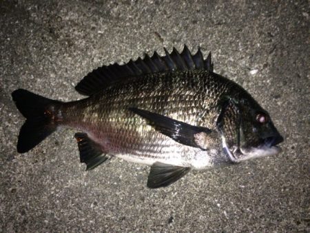 アジングでまさかのチヌ