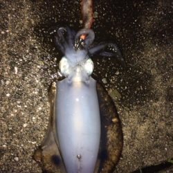 やっと今年初アオリ