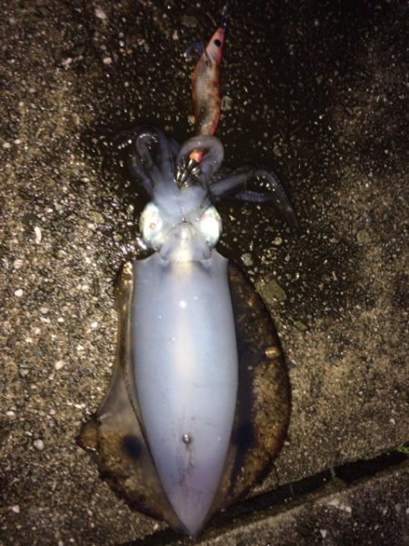 やっと今年初アオリ