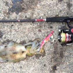 短時間エギング